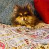 Miles Tails Prower Pomeranian for sale
