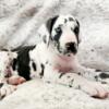 Great Dane Puppies in Time for Summer