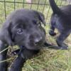 AKC Black Lab