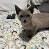 Tonkinese Kittens Champagne & Platinum