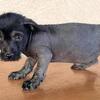 Mini Xolo