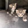 Tiger kittens pick up ready