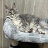 Francis - Polydactyl 7 month female Maine coon 