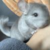 Baby Chinchilla