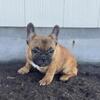 Frenchie puppies