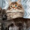 Male Siberian Tabby kitten 
