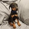 Doberman Pinscher Puppies AKC