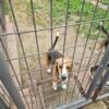 Akc Beagles  looking for a forever home