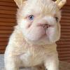 Frenchie Full Fluffy Big Rope