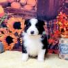 beautiful health tested border collie puppys