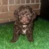 TOY AUSSIEDOODLE 