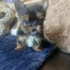 AKC SMALL TRADITIONAL YORKIE MALES 