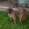 English Mastiff puppies