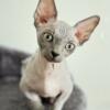 2 month old Blue bambino sphynx boy in Miami Beach, FL