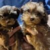 Yorkiepoo puppies ckc regerested