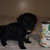 Yorkie Poo
