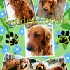 F2b Goldendoodles