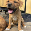 9 week old pitbulls