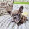 AKC Family Affordable Frenchie Pups- Ready Today!