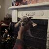 French Bulldog Puppies 