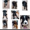 Puppies For Rehoming