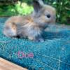 Adorable Lionhead Bunnies RTG 9/30