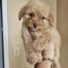 Female apricot goldendoodle 3 month puppy ready new home