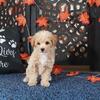 Axle Tail Wagging Poochon Puppy