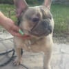 French bulldog Female