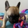 Adorable French Bulldog puppy