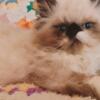 Bi-Color Seal Point Male Persian Kitten