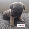 Beautiful kc Reg pug puppies