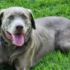 Silver Lab puppies for sale