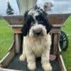 Goldendoodle, southern Mn $350