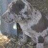 Labrahula Puppies for sale