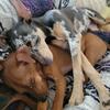 Male minpin puppy 
