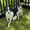 Rat terrier x puppies