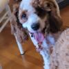  Poodle/King Charles Cavalier Needs Forever Home 