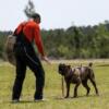 Carolinas Chasm Kennels