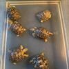 Baby Leopard tortoises, Only 4 left. 195 each, Orlando