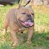 EXOTIC BULLY STUD ONLY