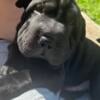 Rehoming 2 Shar Pei male puppies!