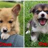 Pembroke Welsh Corgi Males Pups  - READY today!