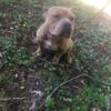 3yr Old Pocket American Bully Male