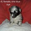 6 Shetland Sheepdog puppies