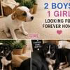 3 Puppy’s Looking For Forever Homes