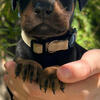 Doberman female ready sept 30 