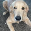 9 month old male golden retriever