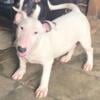 bull terrier puppies