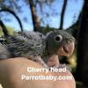 Cherry Headed Conure Baby Boy